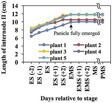 Proteomics Coupled with Metabolite and Cell Wall Profiling Reveal Metabolic Processes of a Developing Rice Stem Internode